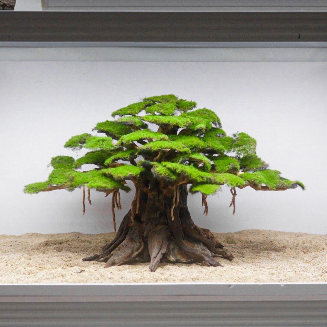 Aquarium Wood Scenery - Image 9