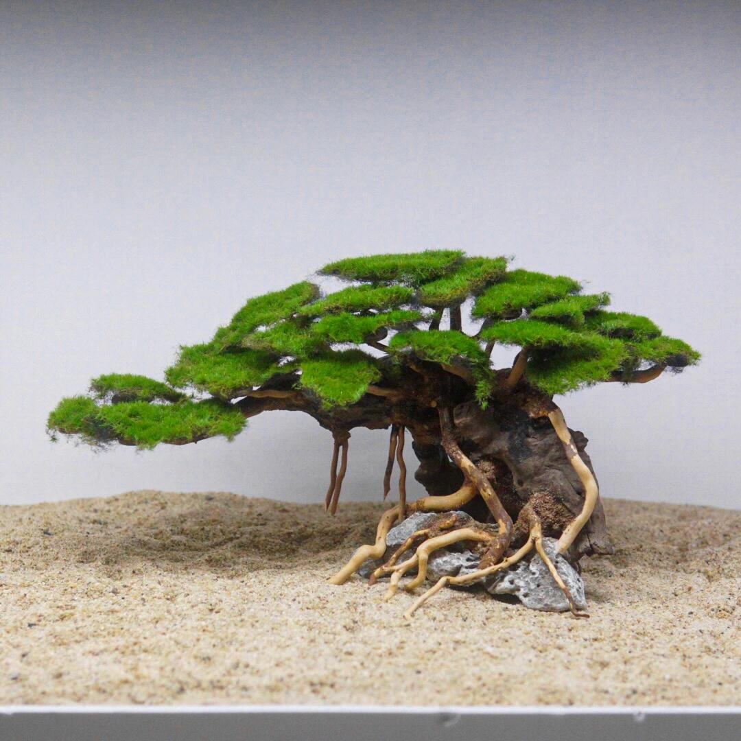 Aquarium Wood Scenery - Image 8