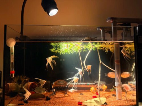 Zoomable Aquarium Clip-on Spotlight photo review