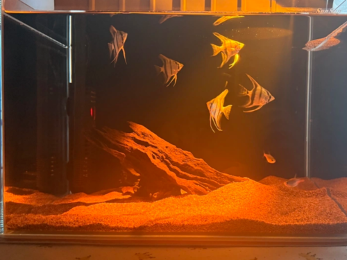 Zoomable Aquarium Clip-on Spotlight photo review