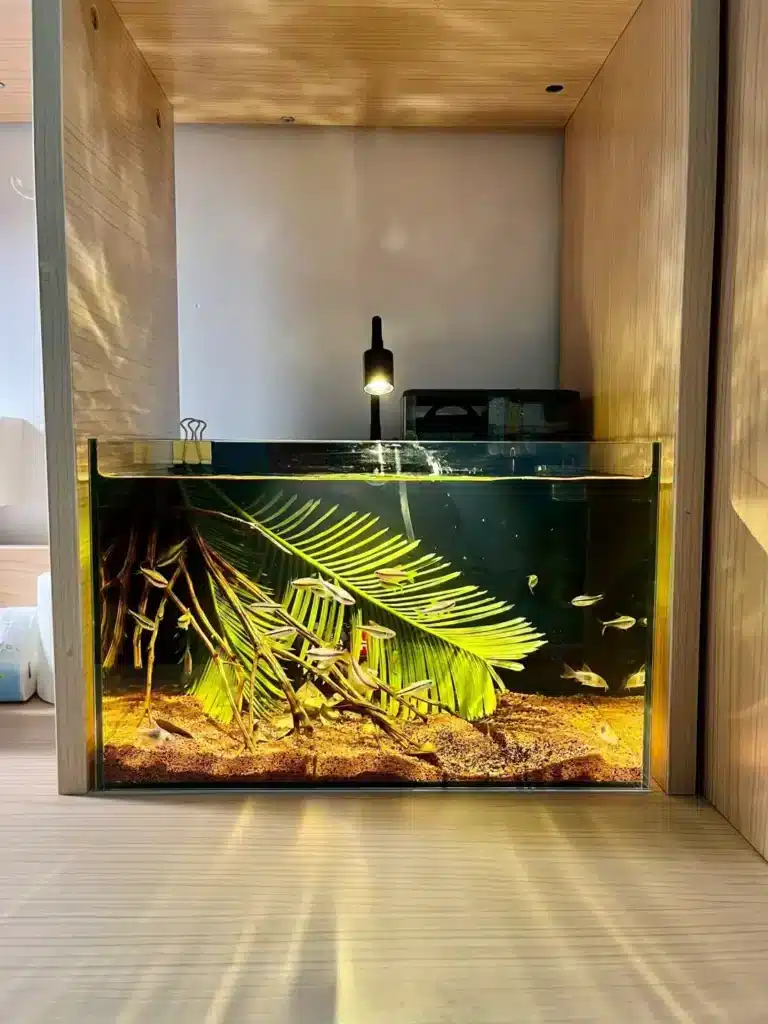 aquarium lights for plant growth and fish color