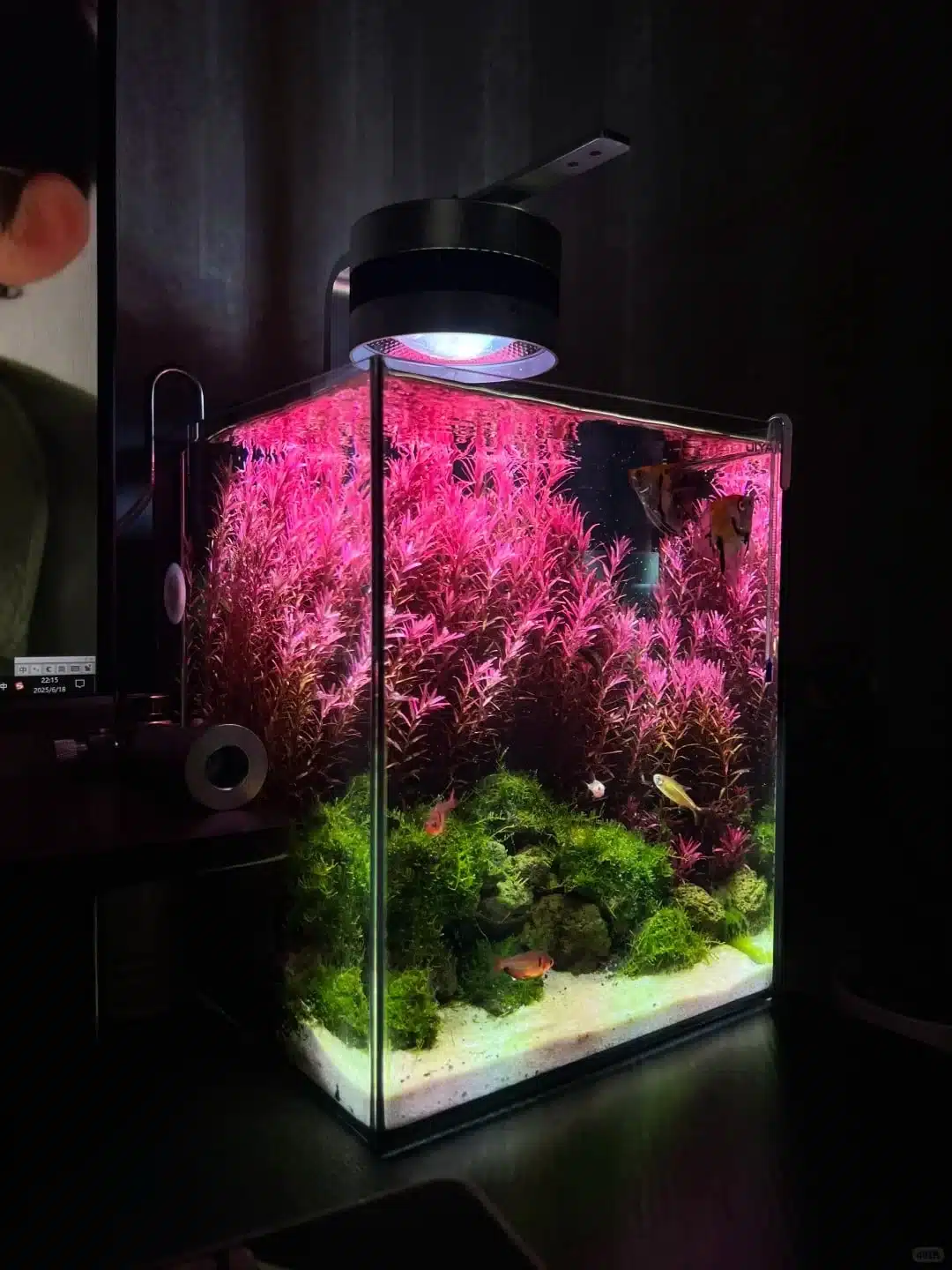 aquarium lights for plant growth and fish color