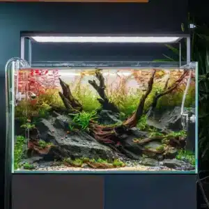 aquarium lights for plant growth and fish color