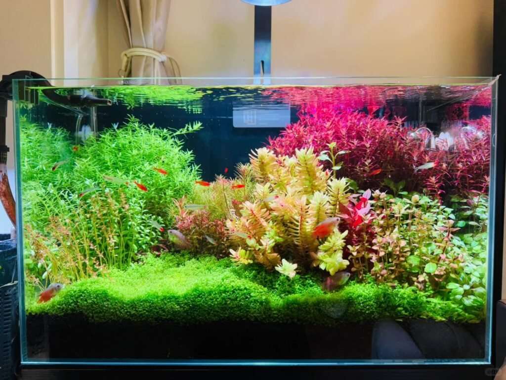 aquarium filters for healthy fish tanks