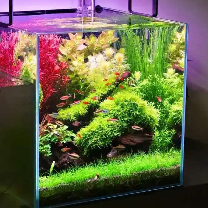 planted-aquarium-essential-tools