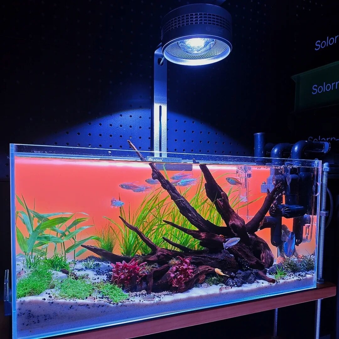 glass water bulbs for plants Blazin' Bison Automatic Irrigation Drippers Extra Large | Watering Globes for Indoor Plants | House Plant Water Bulb main image 1