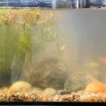 new tank syndrome