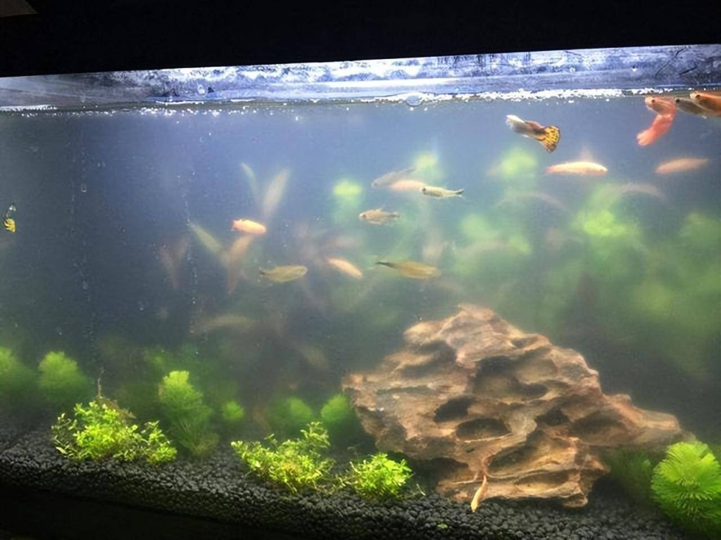 aquarium tds