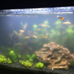aquarium tds