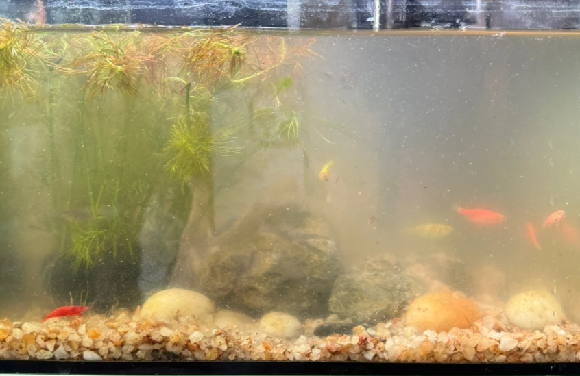 new tank syndrome