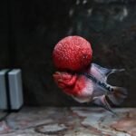 best filter for flowerhorn