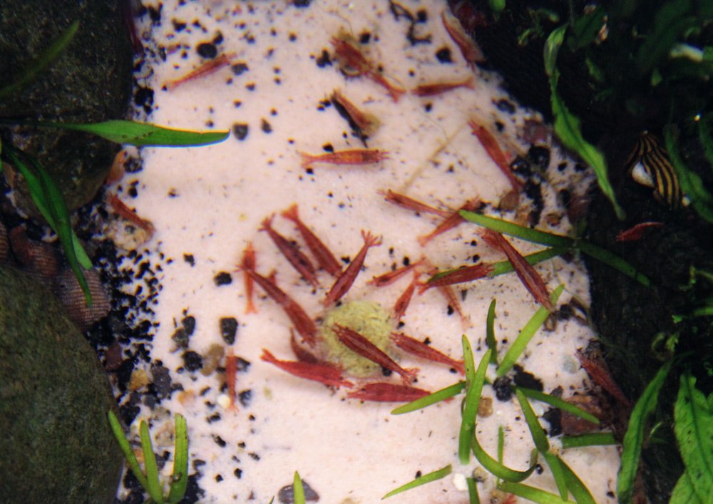Aquarium bottom showing why do shrimp eat fish poop is a common myth