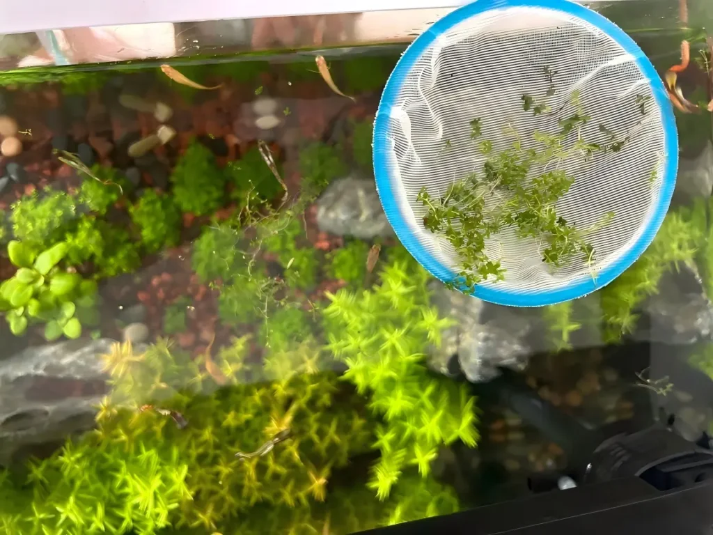 aquarium surface skimmer flushing floating plants