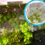 aquarium surface skimmer flushing floating plants