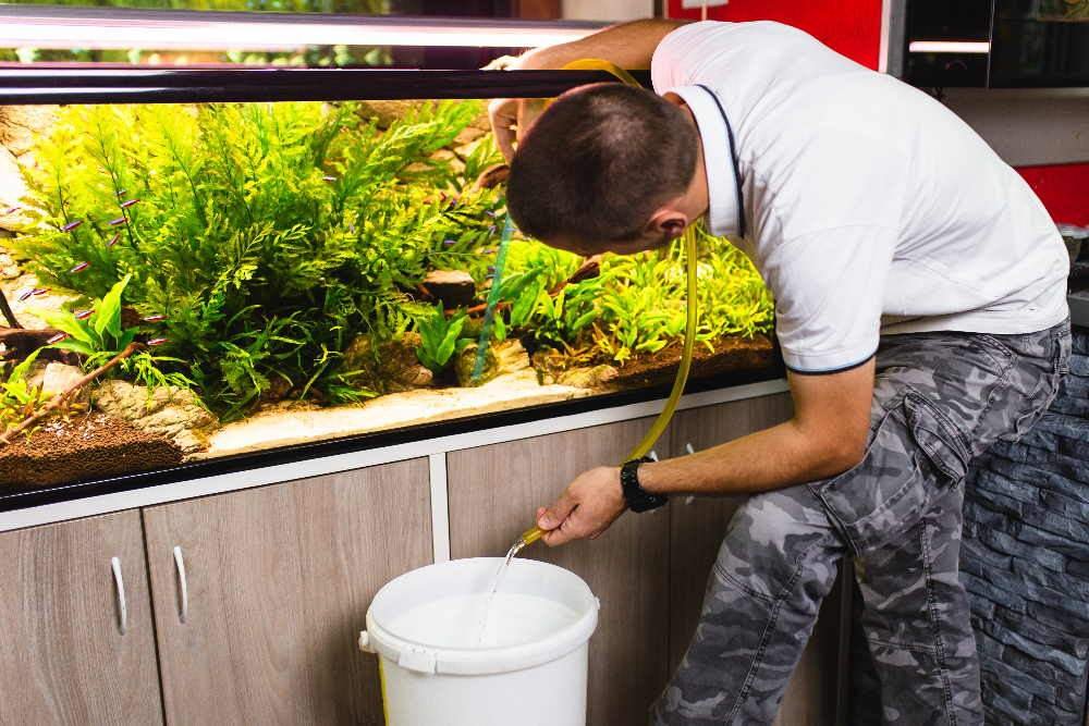 Using a manual aquarium vacuum to clean fish poop from sand