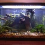Dirty fish tank bottom showing why hobbyists need to learn how to clean aquarium gravel