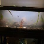 Frustrated aquarist facing cloudy water and wondering how to clean a canister filter