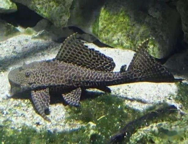 Plecostomus fish falsely marketed as a fish poop eater for aquarium cleaning